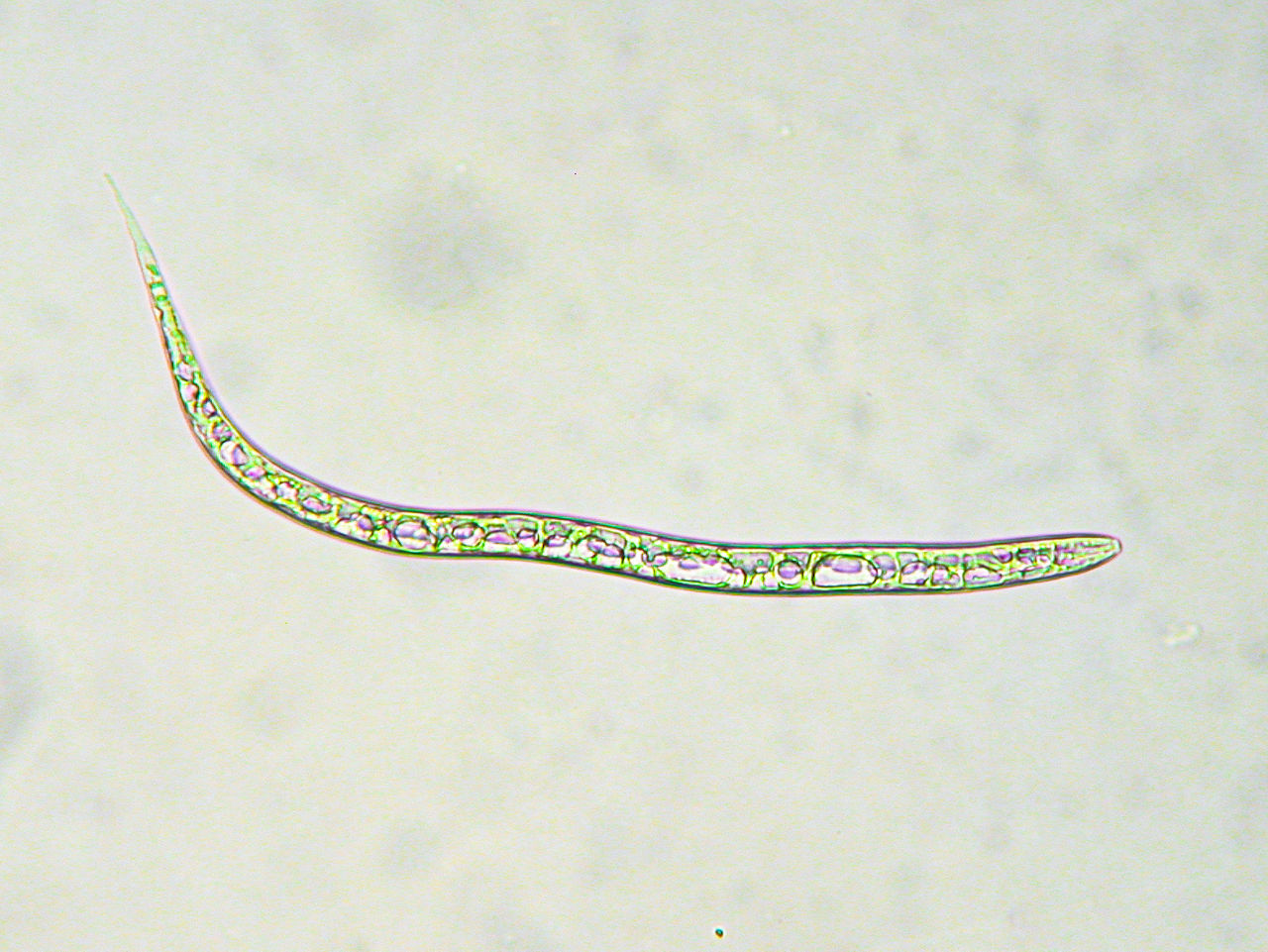 Nematodo